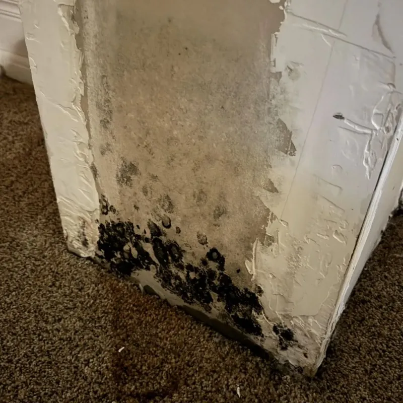 Professional Mold Removal in England, AR